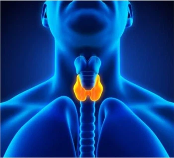The importance of Throid Helath